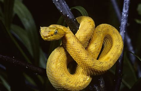 venomous snakes of central america.